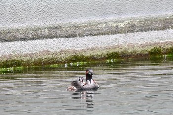 カイツブリ 井の頭恩賜公園 2021年5月3日(月)