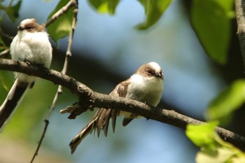 Long-tailed Tit Osaka castle park Mon, 5/3/2021