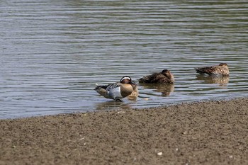 シマアジ 香港湿地公園 2017年2月18日(土)