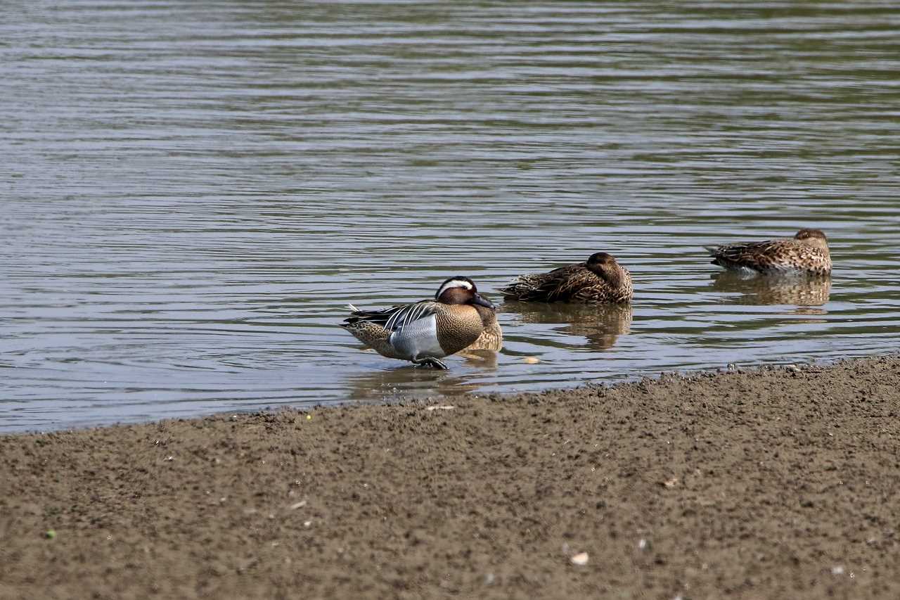 Photo of Garganey at 香港湿地公園 by とみやん