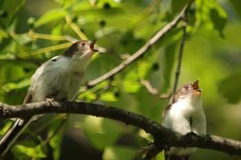 エナガ 大阪城公園 2021年5月3日(月)