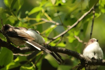 Long-tailed Tit Osaka castle park Mon, 5/3/2021