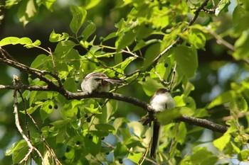 Long-tailed Tit Osaka castle park Mon, 5/3/2021