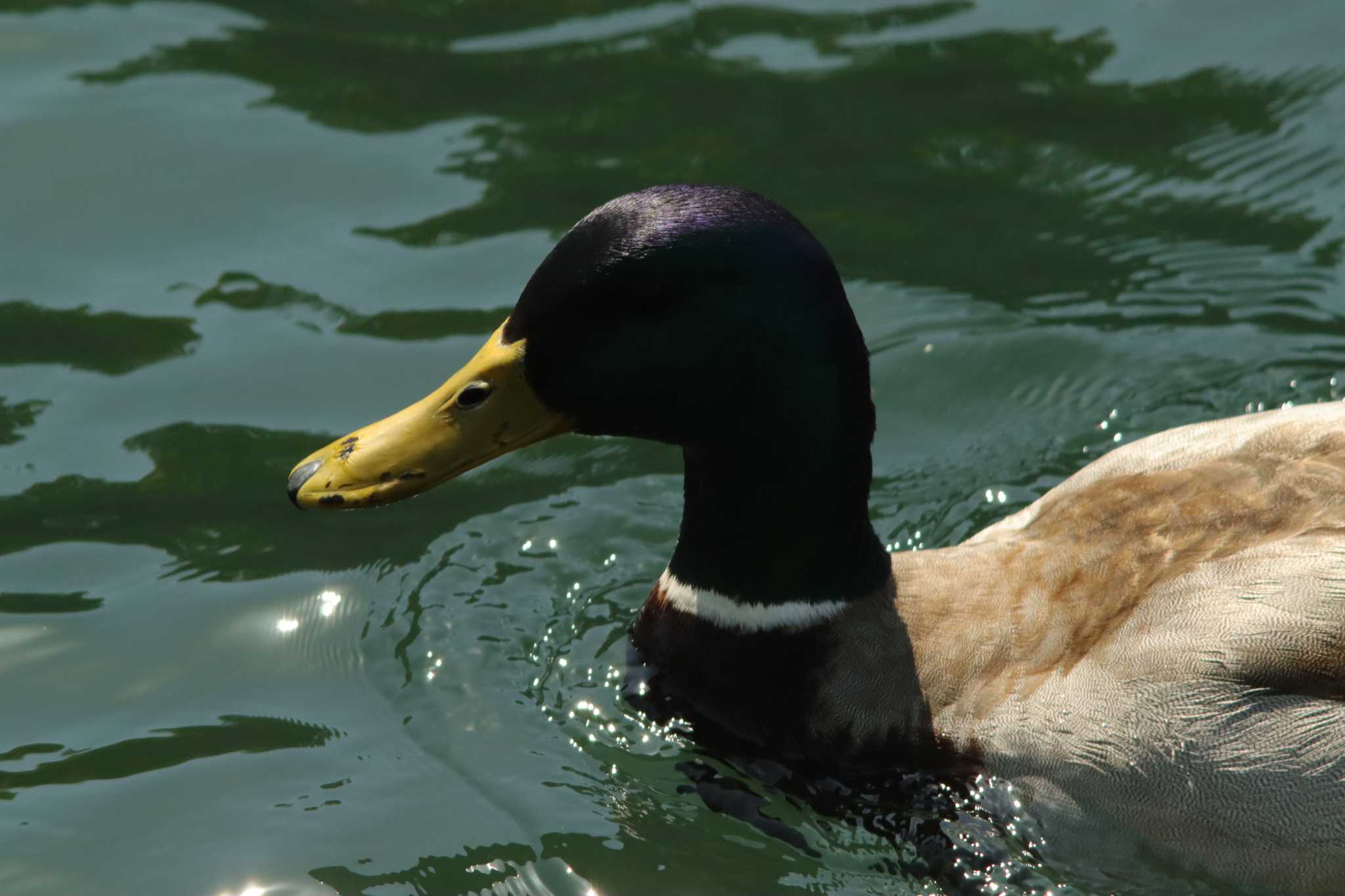 大阪城公園 マガモの写真 by 蕾@sourai0443