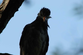 White-cheeked Starling Osaka castle park Mon, 5/3/2021