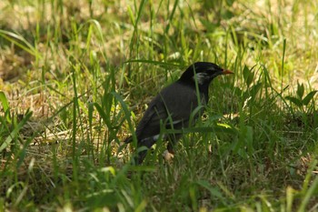 White-cheeked Starling Osaka castle park Mon, 5/3/2021