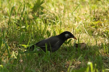 White-cheeked Starling Osaka castle park Mon, 5/3/2021