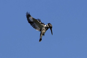 Pied Kingfisher 香港湿地公園 Sat, 2/18/2017