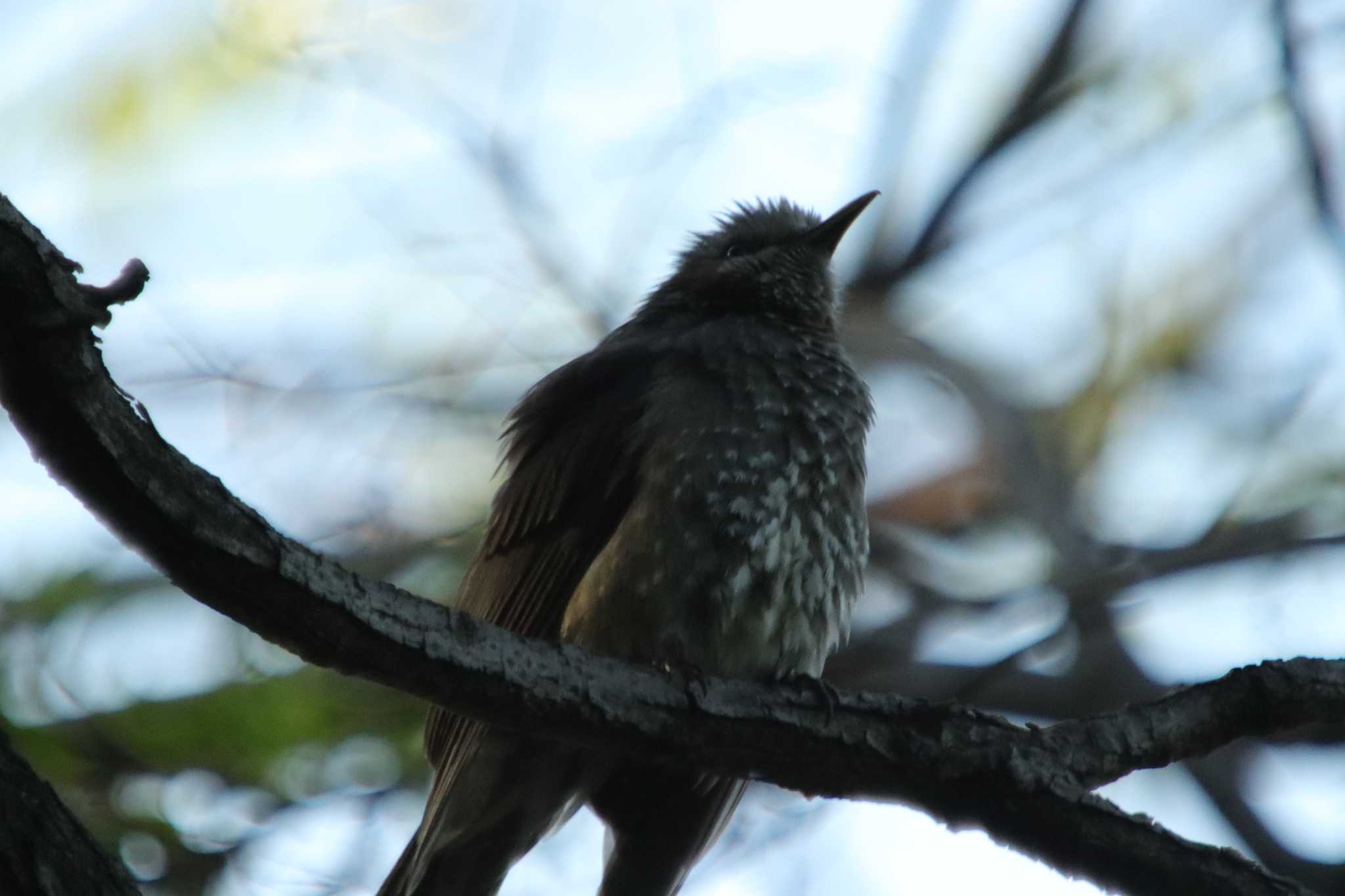 Photo of Brown-eared Bulbul at Osaka castle park by 蕾@sourai0443