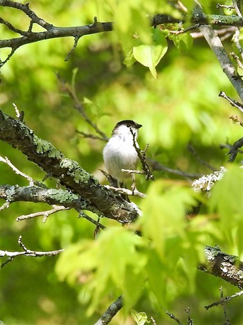 エナガ 山梨県北杜市 2021年5月3日(月)