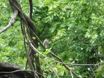 ウグイス 秋ヶ瀬公園 2021年5月2日(日)