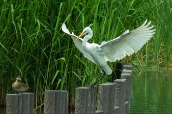 Great Egret 谷津干潟自然観察センター Sat, 5/1/2021