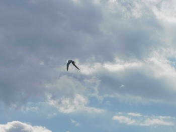 Little Tern Isanuma Mon, 5/3/2021