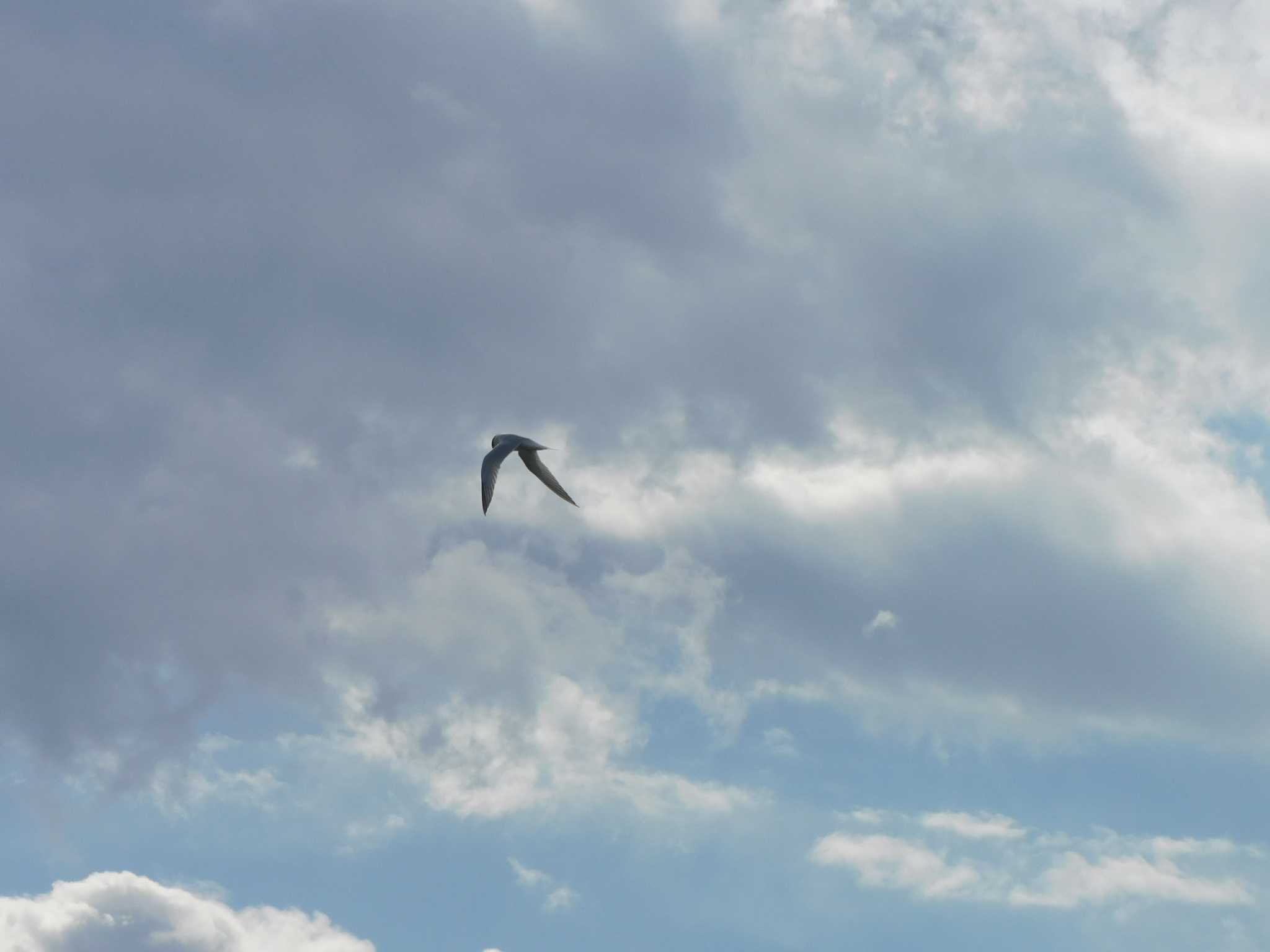 Photo of Little Tern at Isanuma by ななほしてんとうむし