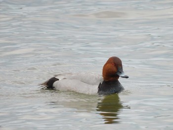 Common Pochard Isanuma Mon, 5/3/2021