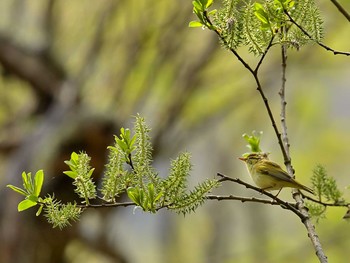 ウグイス 西湖野鳥の森公園 2021年5月1日(土)