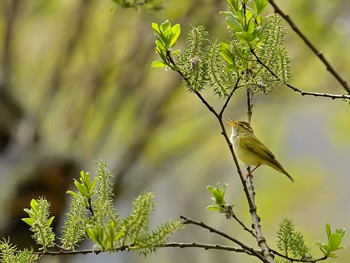 ウグイス 西湖野鳥の森公園 2021年5月1日(土)