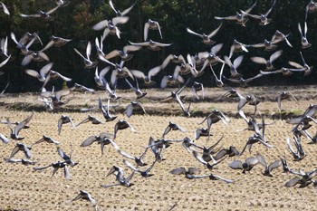 カワラバト 鶴ヶ島市 2017年3月3日(金)