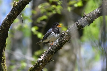 2021年5月3日(月) 十里木高原の野鳥観察記録