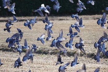 Rock Dove 鶴ヶ島市 Fri, 3/3/2017