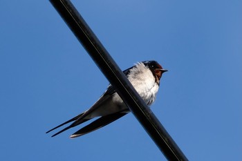 Sun, 5/2/2021 Birding report at 野川公園