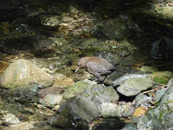 2021年5月3日(月) 京都府の野鳥観察記録