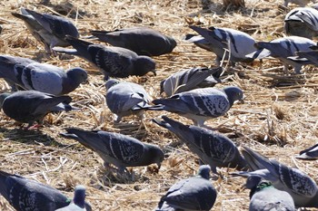 Rock Dove 鶴ヶ島市 Fri, 3/3/2017