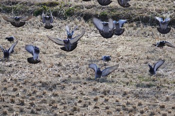 カワラバト 鶴ヶ島市 2017年3月3日(金)