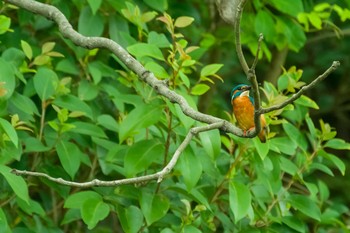 Common Kingfisher 谷津干潟自然観察センター Sat, 5/1/2021