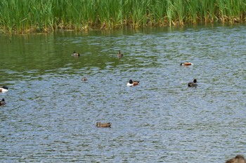 Northern Shoveler 谷津干潟自然観察センター Sat, 5/1/2021