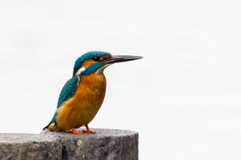 2021年5月1日(土) 谷津干潟自然観察センターの野鳥観察記録