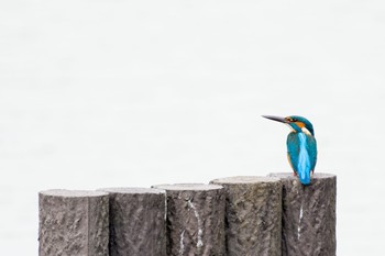 Common Kingfisher 谷津干潟自然観察センター Sat, 5/1/2021