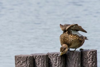 Eastern Spot-billed Duck 谷津干潟自然観察センター Sat, 5/1/2021