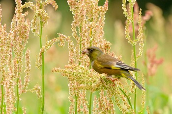 Grey-capped Greenfinch 谷津干潟自然観察センター Sat, 5/1/2021