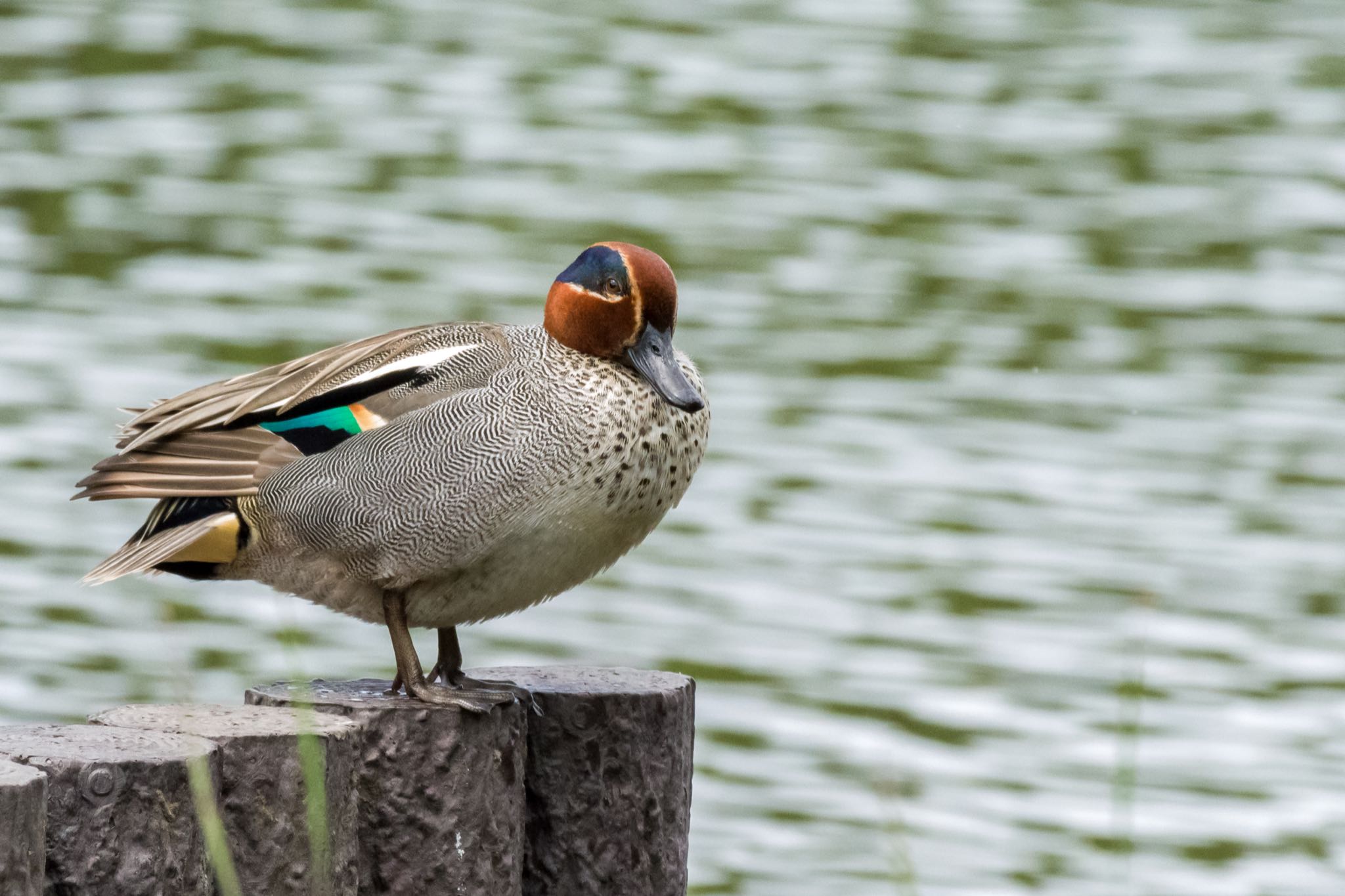 谷津干潟自然観察センター マガモの写真 by Marco Birds