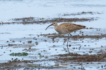 Eurasian Whimbrel 谷津干潟自然観察センター Sat, 5/1/2021