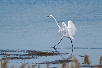 Great Egret 谷津干潟自然観察センター Sat, 5/1/2021