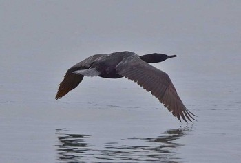 ヒメウ 千葉県 2017年2月24日(金)