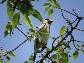 Japanese Grosbeak Osaka castle park Mon, 5/3/2021