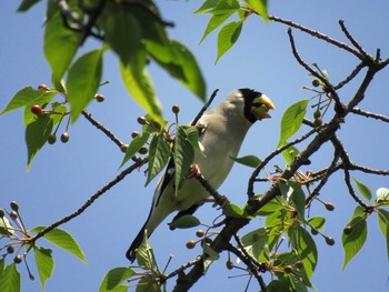 Japanese Grosbeak Osaka castle park Mon, 5/3/2021