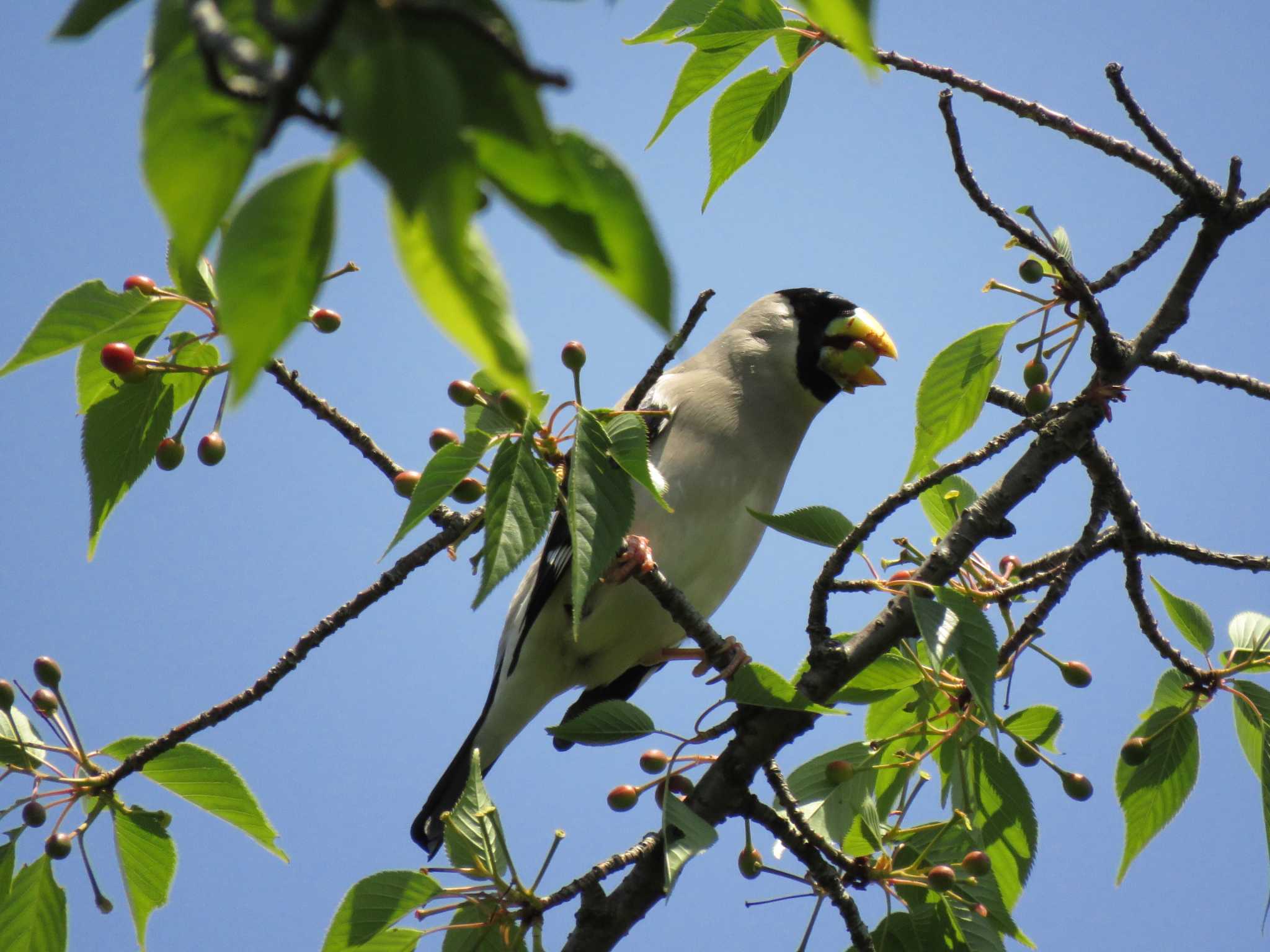 Photo of Japanese Grosbeak at Osaka castle park by いまがわ