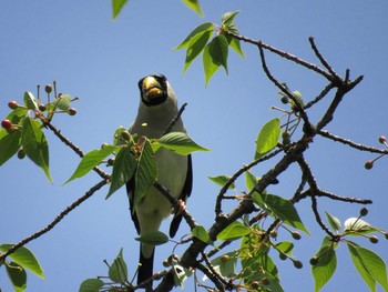 Japanese Grosbeak Osaka castle park Mon, 5/3/2021