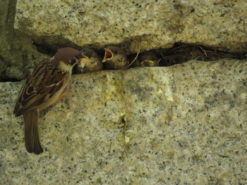 Eurasian Tree Sparrow Osaka castle park Mon, 5/3/2021