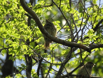 Unknown Species Osaka castle park Mon, 5/3/2021