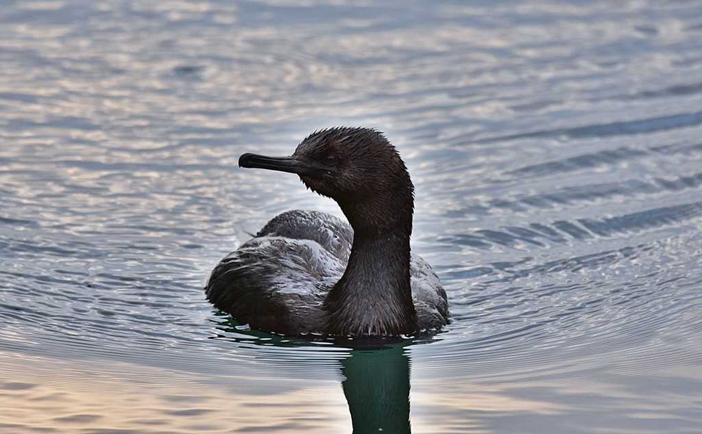 Photo of Pelagic Cormorant at 千葉県 by くまのみ