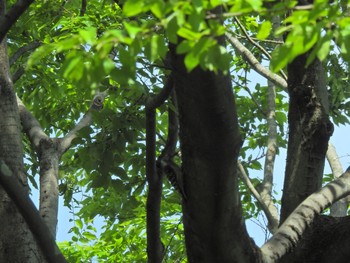 コゲラ 野川公園 2021年5月3日(月)