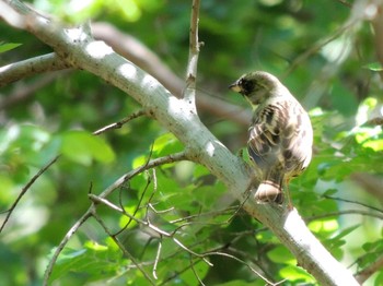 2021年5月3日(月) 葛西臨海公園の野鳥観察記録