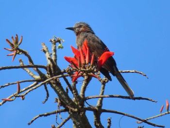 2021年5月3日(月) 加計呂麻島の野鳥観察記録