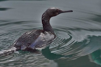 Pelagic Cormorant 千葉県 Fri, 2/24/2017