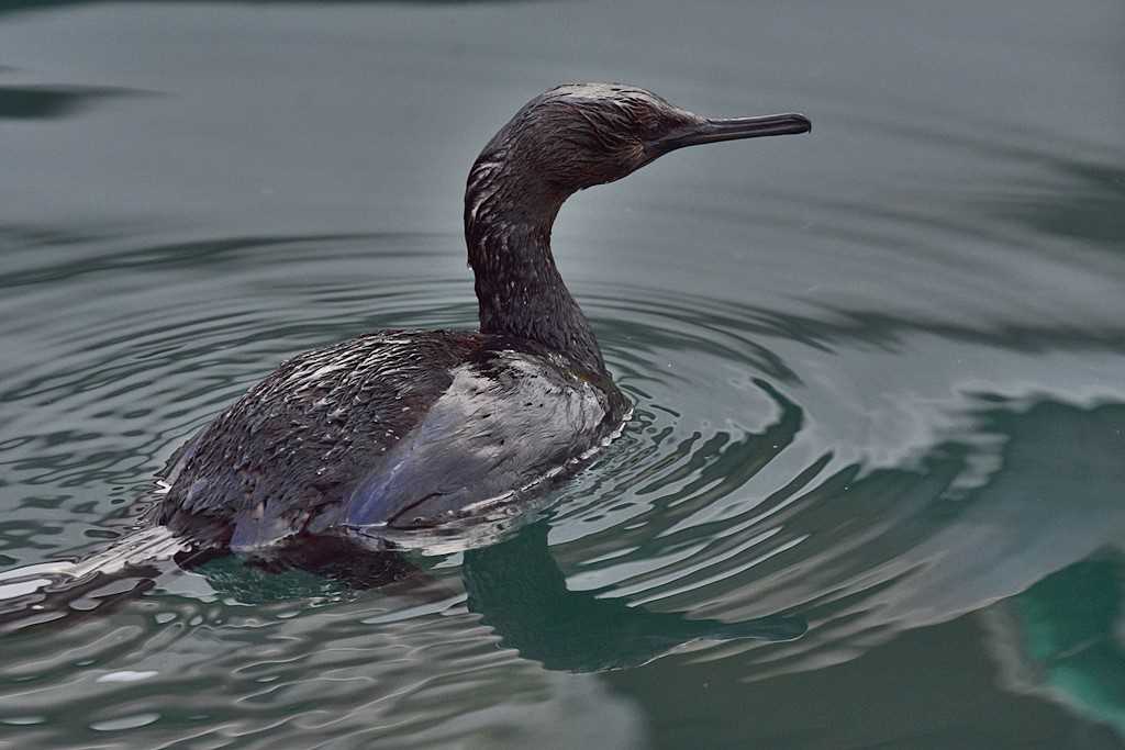 Photo of Pelagic Cormorant at 千葉県 by くまのみ